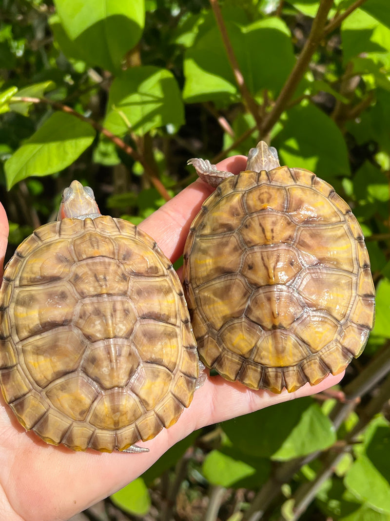 Hypo Translucent Red Eared Slider Turtle (3.5-5inch)  (Trachemys elegans)