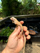 Crimson Red Albino Green Iguana 2024