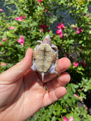 Ornate Diamondback Terrapin Female