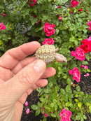 Albino Florida Snapping Turtle 2026