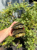 Sicilian Pond Turtle Adult Pair