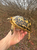 Libyan Greek Tortoise Adult Female
