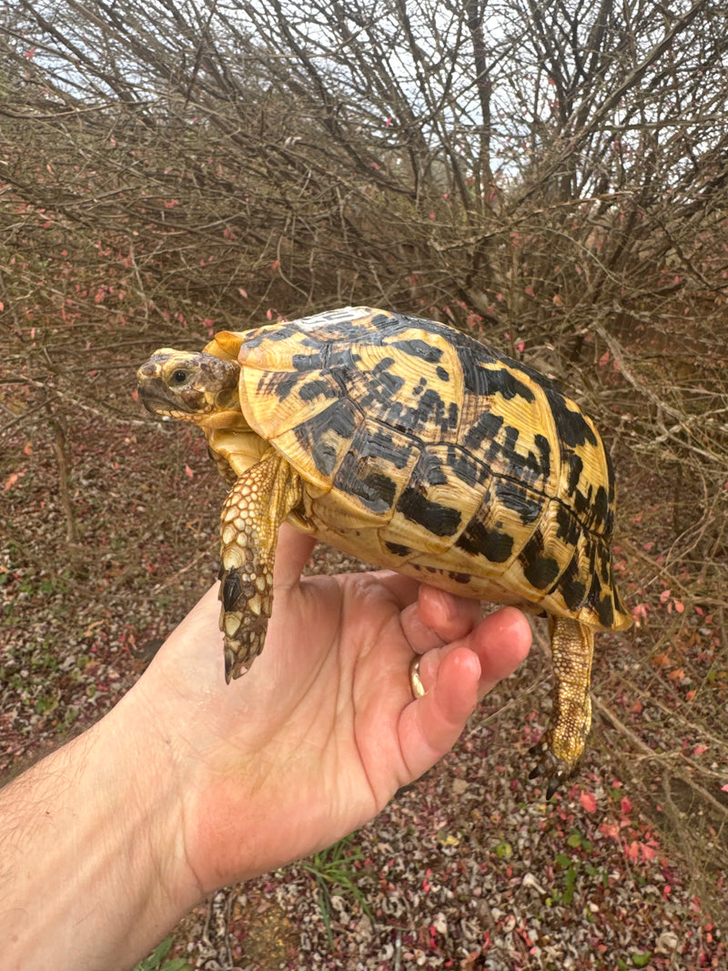 Libyan Greek Tortoise Adult Female