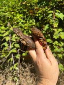 Red Niger Uromastyx Adult Pair