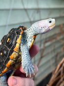 Ornate Diamondback Terrapin Female
