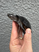 Black Marsh Turtle CH Juvenile