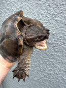 Florida Snapping Turtle Adult Female