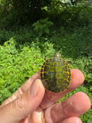 Orange Flame Baby Florida Red Bellied Turtle 2025