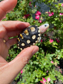 Ornate Diamondback Terrapin Female