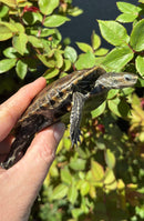 Balkan Pond Turtle Adult Male