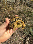 HI WHITE Leopard Tortoise 2024