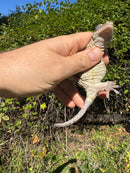 Gargoyle Gecko Adult Female