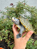 Concentric Diamondback Terrapin Adult Female