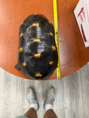 Barbados Red Foot Tortoise Adult Male