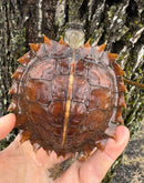 Spiny Hill Turtle CB 2024