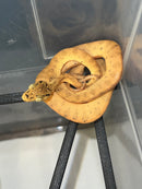 Amazon Tree Boa Baby 2023 CB