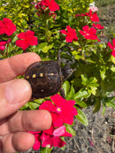 Hi Color Yellow Baby Eastern Box Turtle