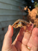 Golden Coin Box Turtle 2023