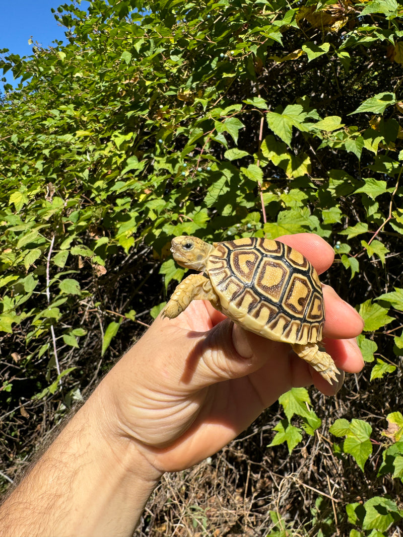 Leopard Tortoise 2024