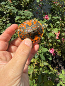 Flame Pastel Clown Northern Red Bellied Turtle