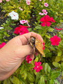Hi Orange Vietnamese Black Breasted Leaf Turtle Baby