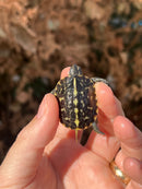 HI YELLOW Florida Box Turtle Baby