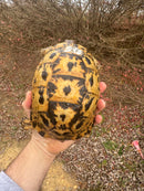 Libyan Greek Tortoise Adult Female