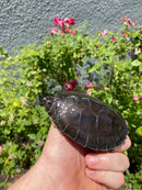 Painted River Terrapin Juveniles (4-5 inch) (Batagur borneoensis)