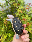 Ornate Diamondback Terrapin Female
