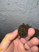 Hi White Concentric Diamondback Terrapin 2024
