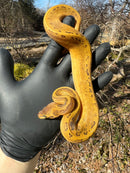 Pastel Pinstripe Low White Pied Ball Python Female