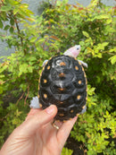 Ornate Diamondback Terrapin Male