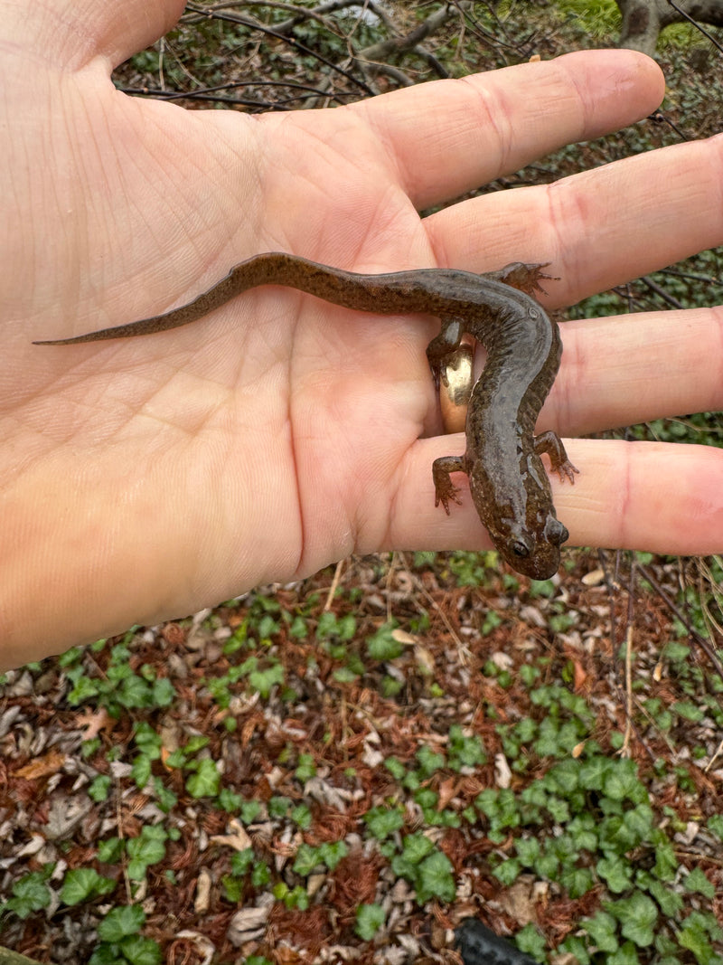 Seal Salamander (Desmognathus monticola)