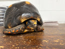 Barbados Red Foot Tortoise Adult Male