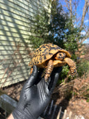 Libyan Greek Tortoise Adult Male