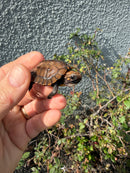 Southern Keeled Box Turtle Baby