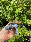 Adult Conentric Diamondback Terrapin Male