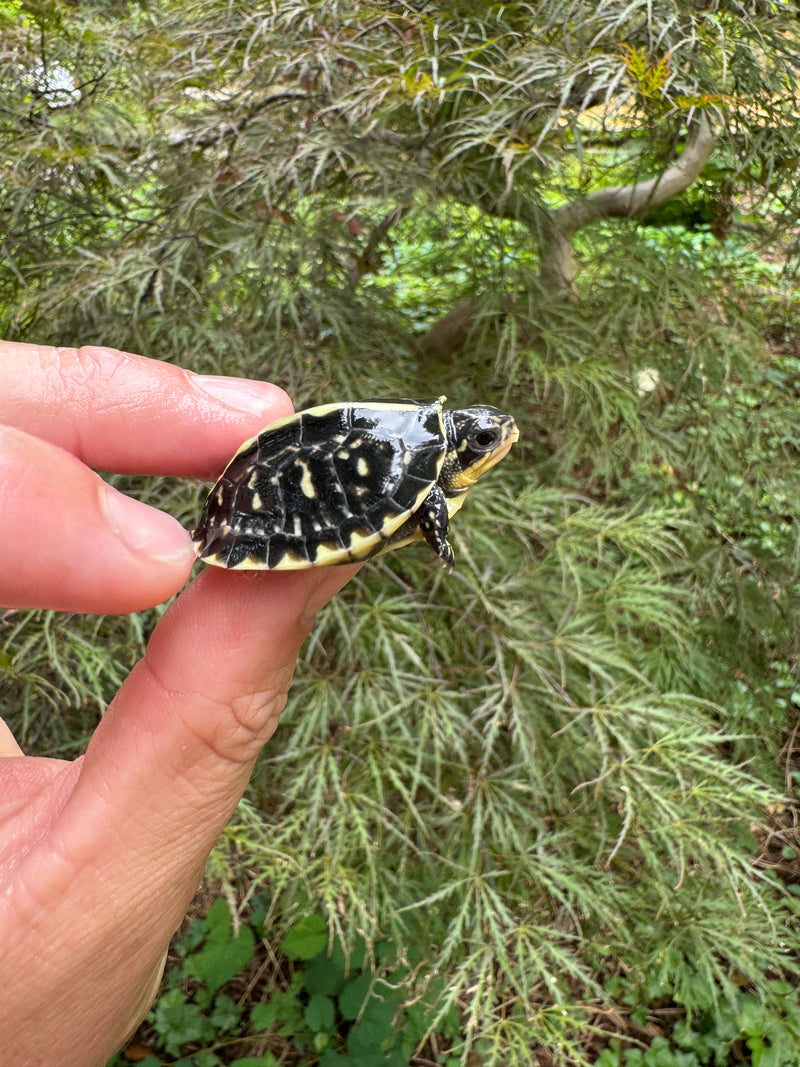 HI YELLOW Florida Box Turtle Baby 2024