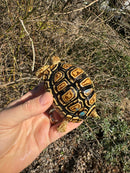 HI WHITE Leopard Tortoise 2024