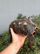 Red Foot Tortoise Adult Male
