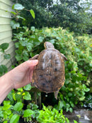 Adanson's Mud Turtles Pair