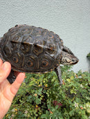 Concentric Diamondback Terrapin Adult Female
