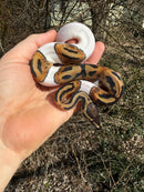 Hi White Pied Ball Python Female