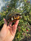 Red Cheeked Mud Turtle Adult Trio