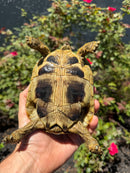 Eastern Hermann's Tortoise Adult Female