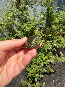 Florida Red Bellied Turtle X Peacock Slider