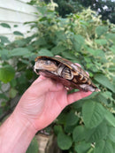 African Helmeted Turtle Adults (Pelomedusa subrufa)