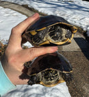 Mekong Snail-eating Turtle Adults (Malayemys subtrijuga)