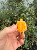 Albino Florida Red Bellied Turtle 2026