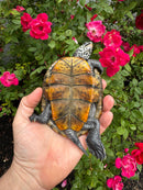 Adult Mississippi  Diamondback Terrapin Male